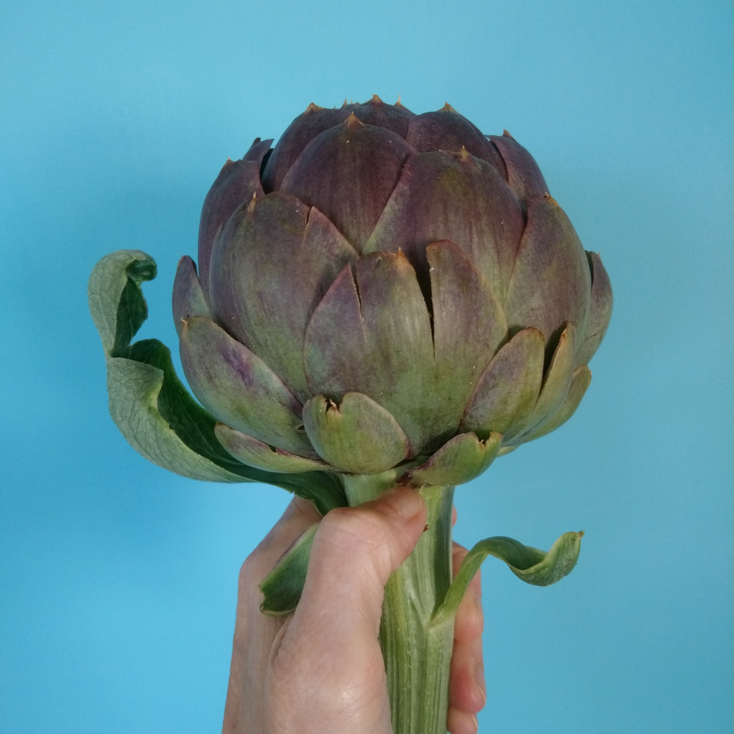artichoke (1) (1)