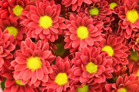 daisy-mums-ray-flowers-disk-centre