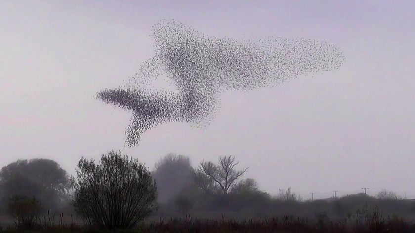 murmuration
